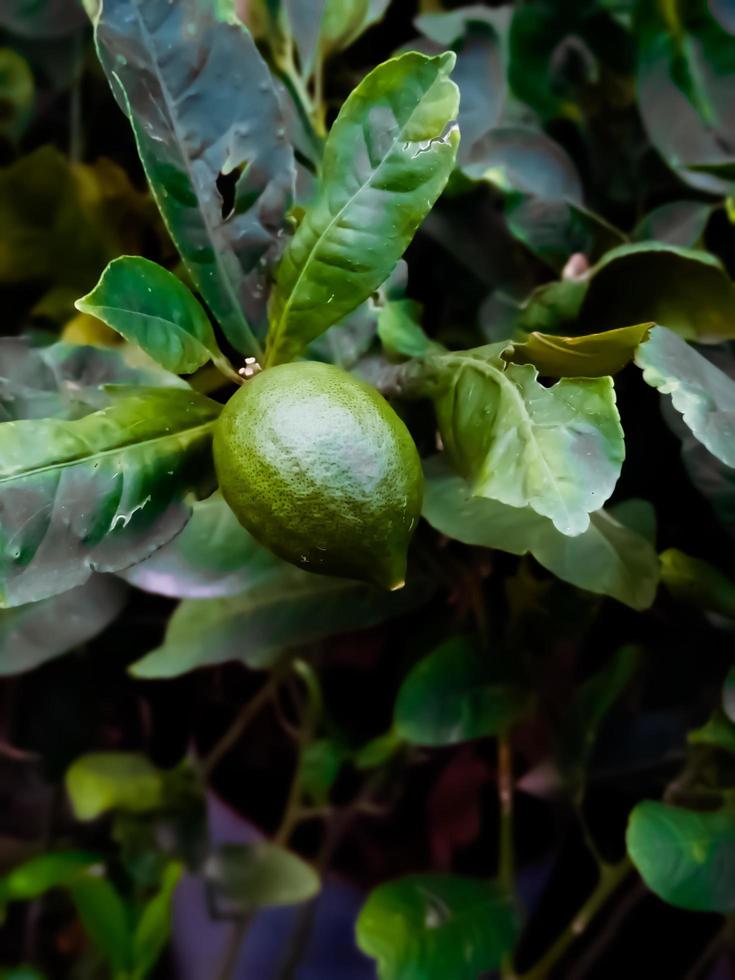 vers en pittig citroen. een levendig citrus fruit foto