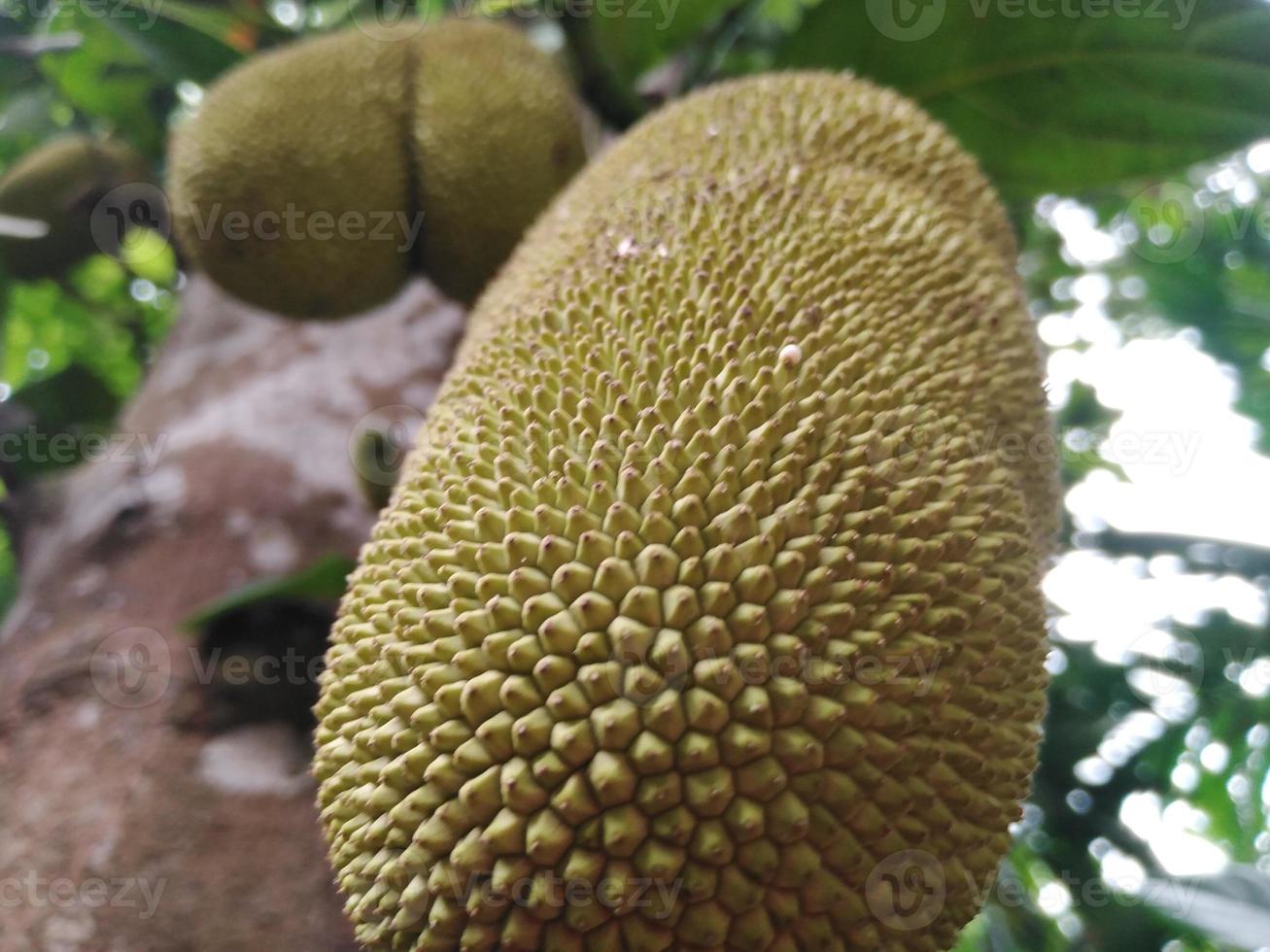 jackfruit natuur fotografie in buitenshuis foto