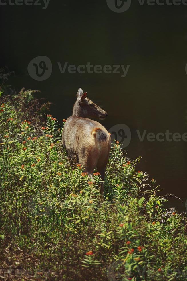 vrouw sambar hert naast kreek in khaoyai nationaal park Thailand foto