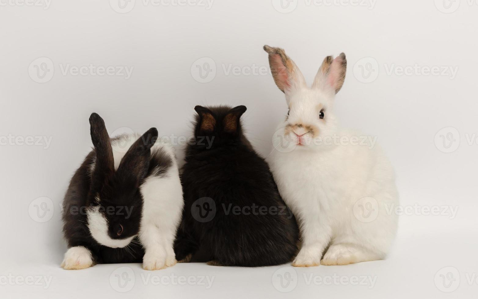 drie actie van drie baby konijnen Aan wit achtergrond. lief actie van aanbiddelijk baby konijn foto