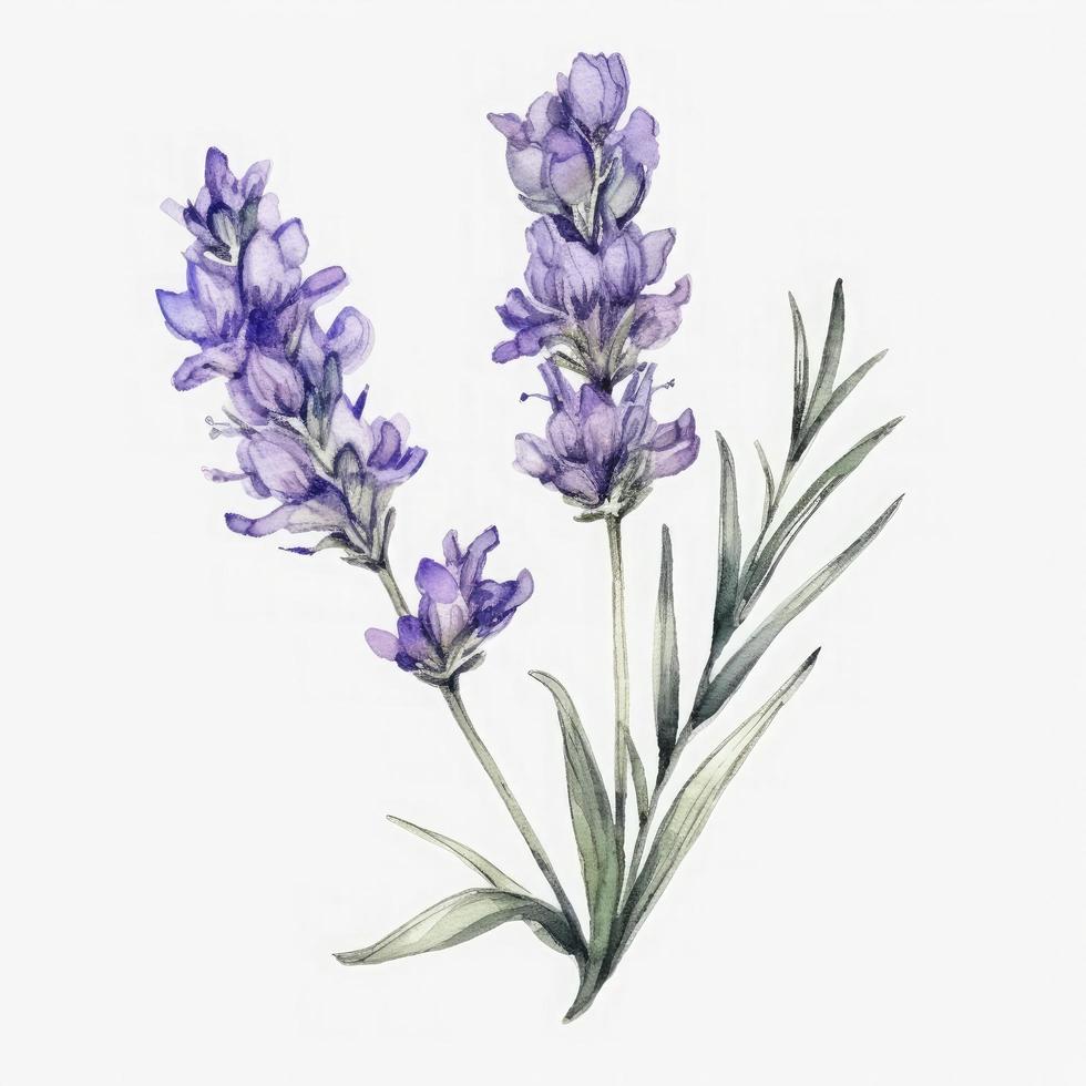 vrij single lavendel volger water kleur, pastel ,wit achtergrond, genereren ai foto