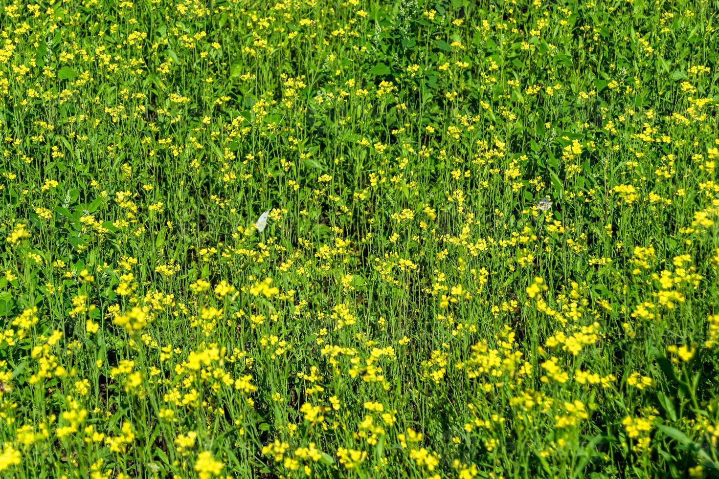 fotografie Aan thema prima wild groeit bloem mosterd Aan achtergrond weide foto