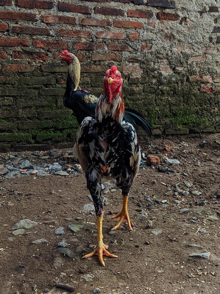 een jong haan wandelen in de tuin. foto