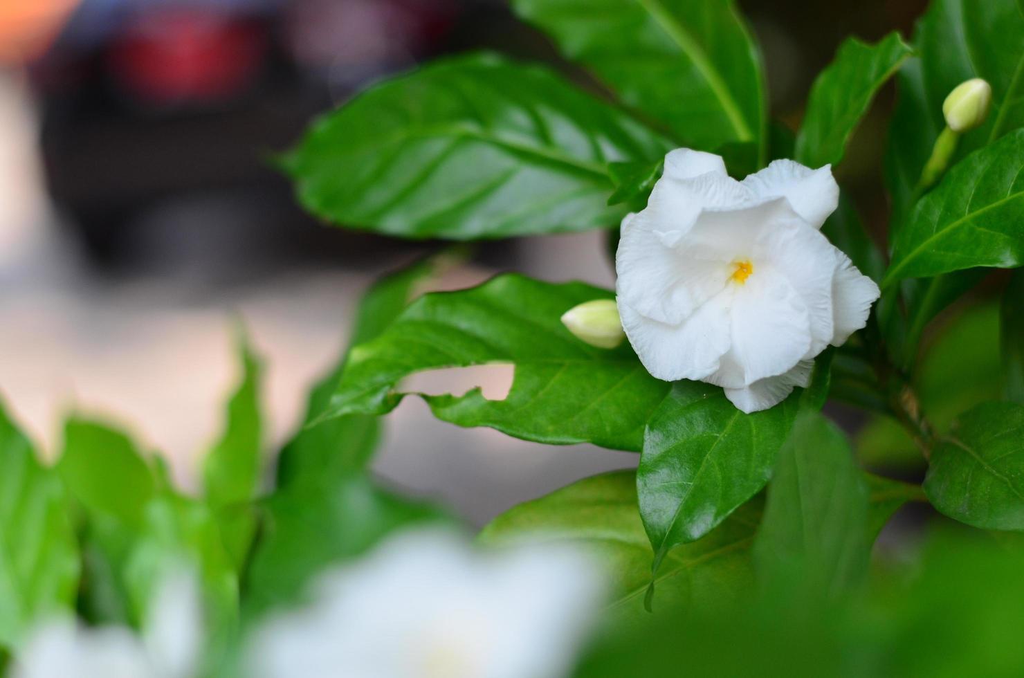 de mooi wit dubbele kaap jasmijn bloem en groen bladeren achter. foto