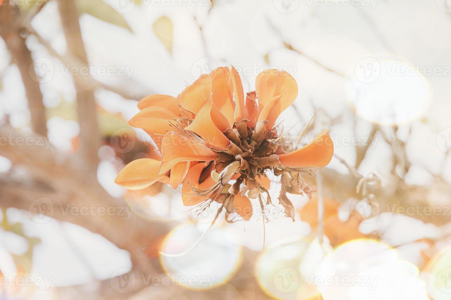 oranje bloemen Aan erythrina caffra boom iin voorjaar foto