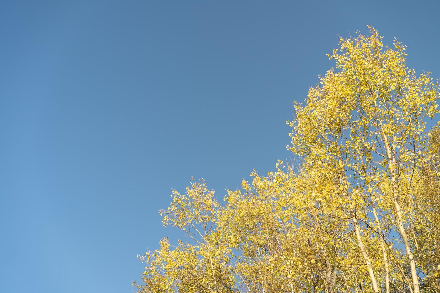 landschap van gele berkenbladeren met een heldere blauwe lucht foto