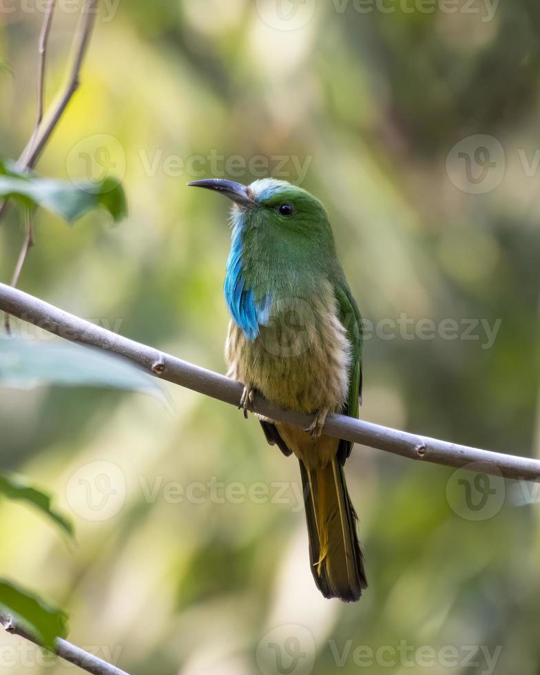 blauwbaard bijeneter of nacht athertoni gezien in rongtong in west Bengalen foto