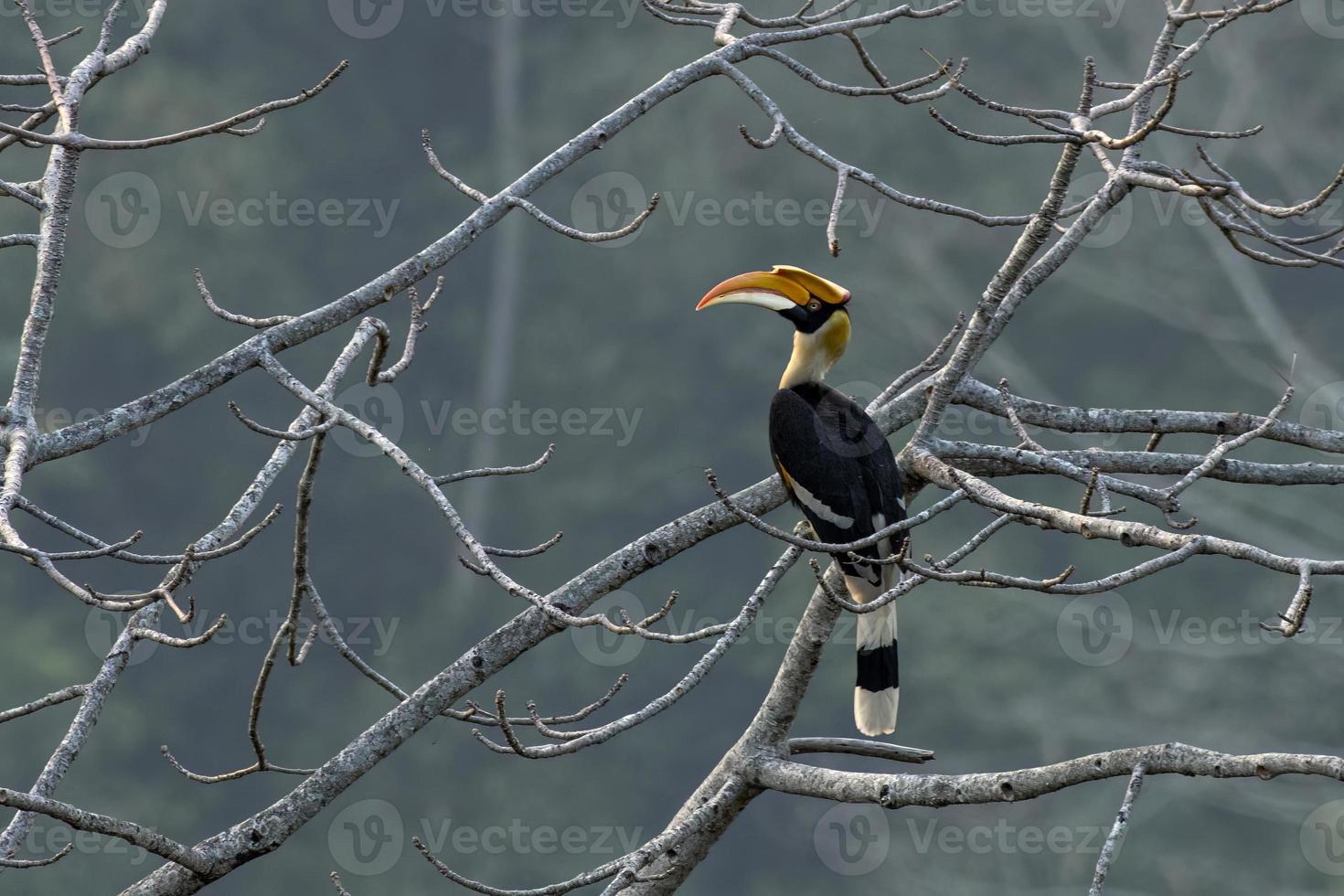 Super goed neushoornvogel of buceros bicornis opgemerkt in rongtong in west Bengalen, Indië foto