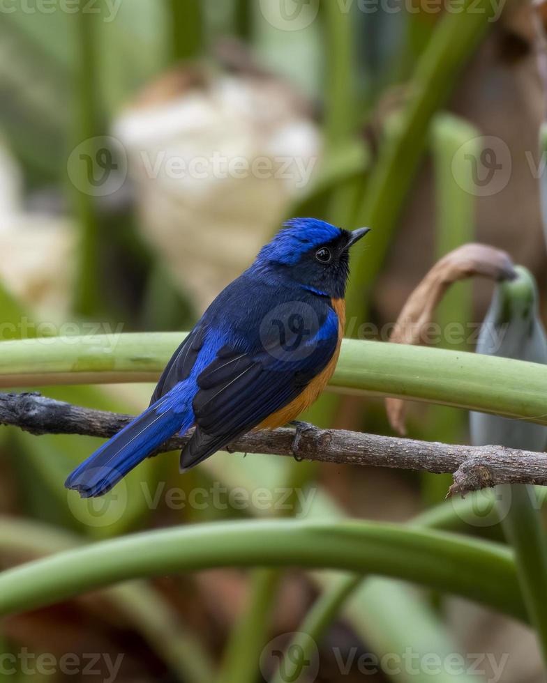 roodbuik niltava of niltava sundara opgemerkt in rongtong in west Bengalen foto