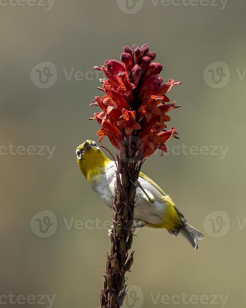 Indisch wit oog of zosterops palpebrosus opgemerkt in latpanchar in west Bengalen foto