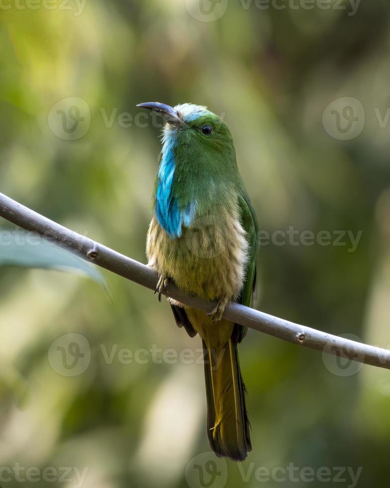 blauwbaard bijeneter of nacht athertoni gezien in rongtong in west Bengalen foto