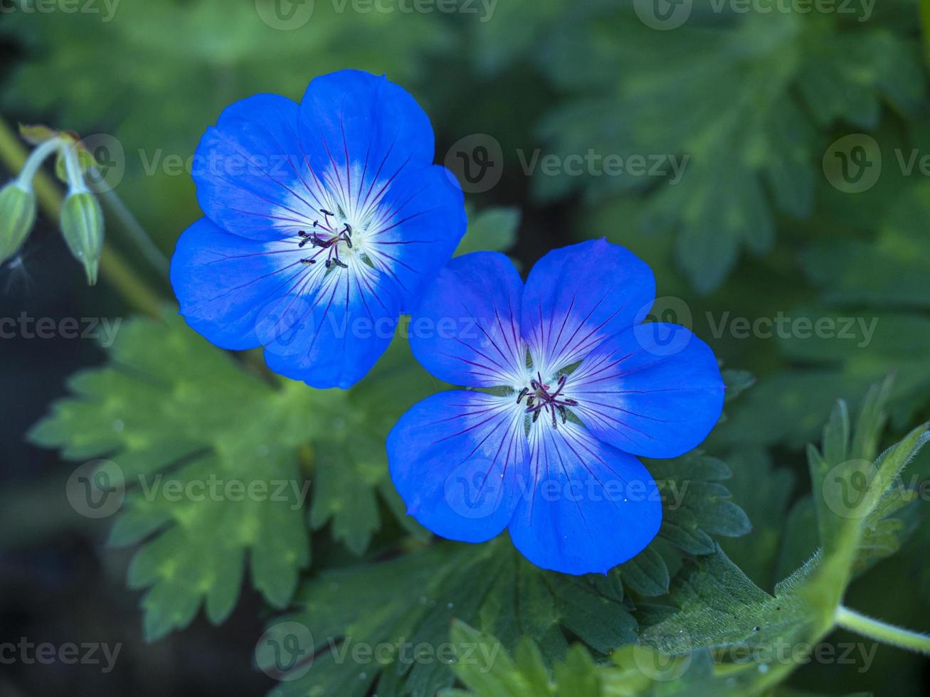 blauwe ooievaarsbek geranium bloemen foto