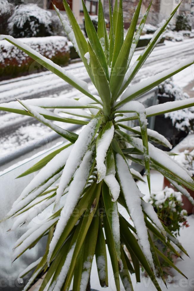 sneeuw Aan een yucca palm boom foto