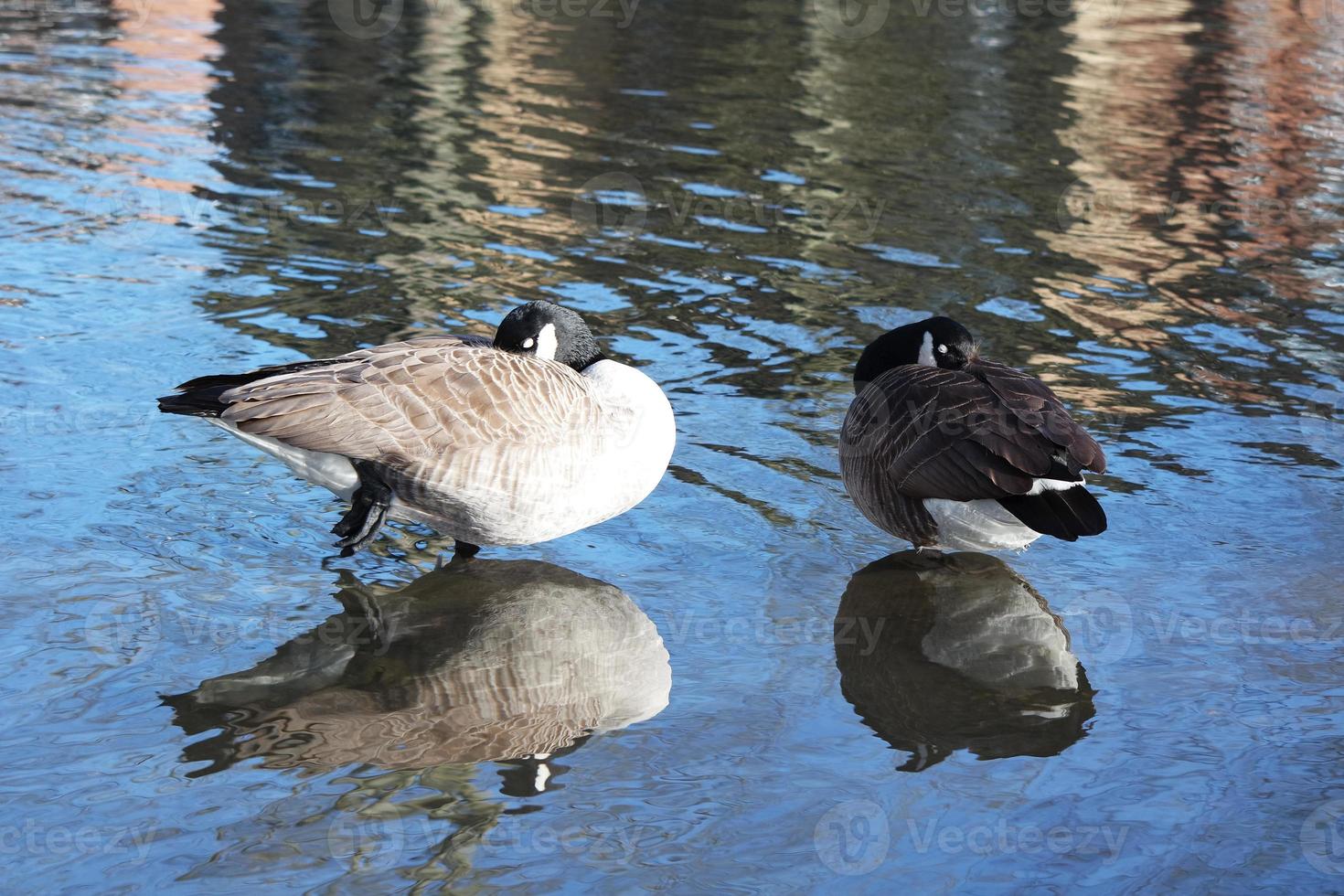 schattig water vogelstand Bij meer kant van lokaal openbaar park foto