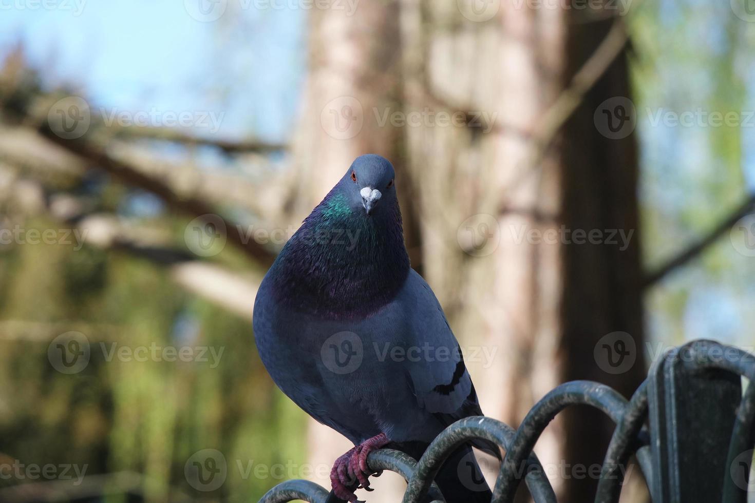 schattig duif in de lokaal openbaar park van luton stad- van Engeland uk foto