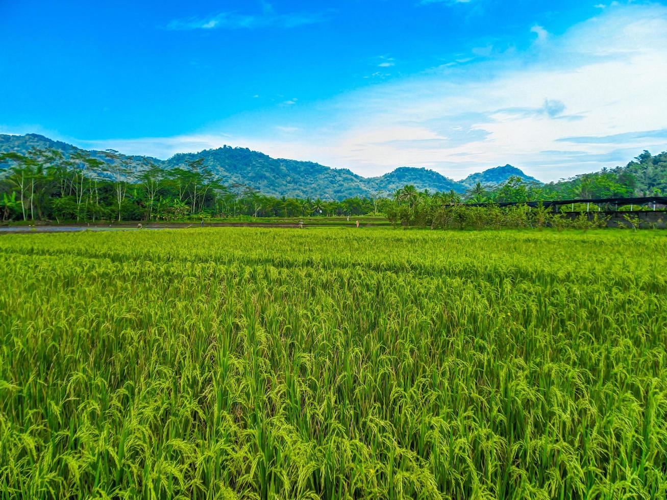 rijst- veld- boerderij landschap mooi zonnig dag in rijst- velden met blauw lucht en bergen. foto