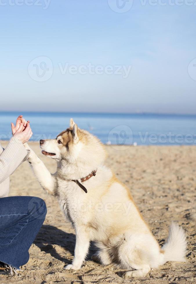een vrouw en haar hond Aan de strand. honden poot in de hand. foto
