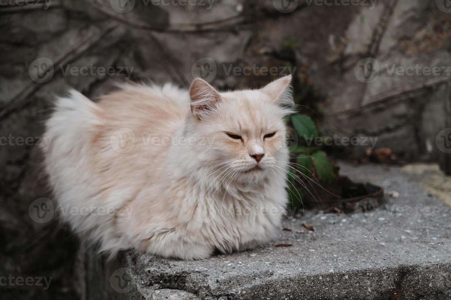 een roestig straat kat aan het liegen Aan de stappen. gurzuf katten foto