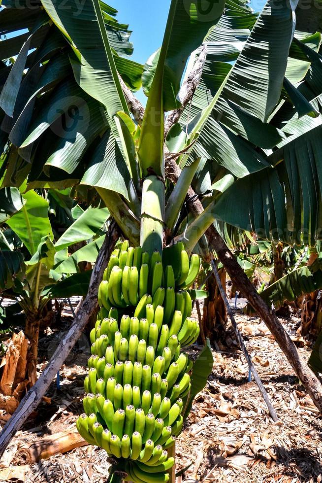 een banaan Bijsnijden foto