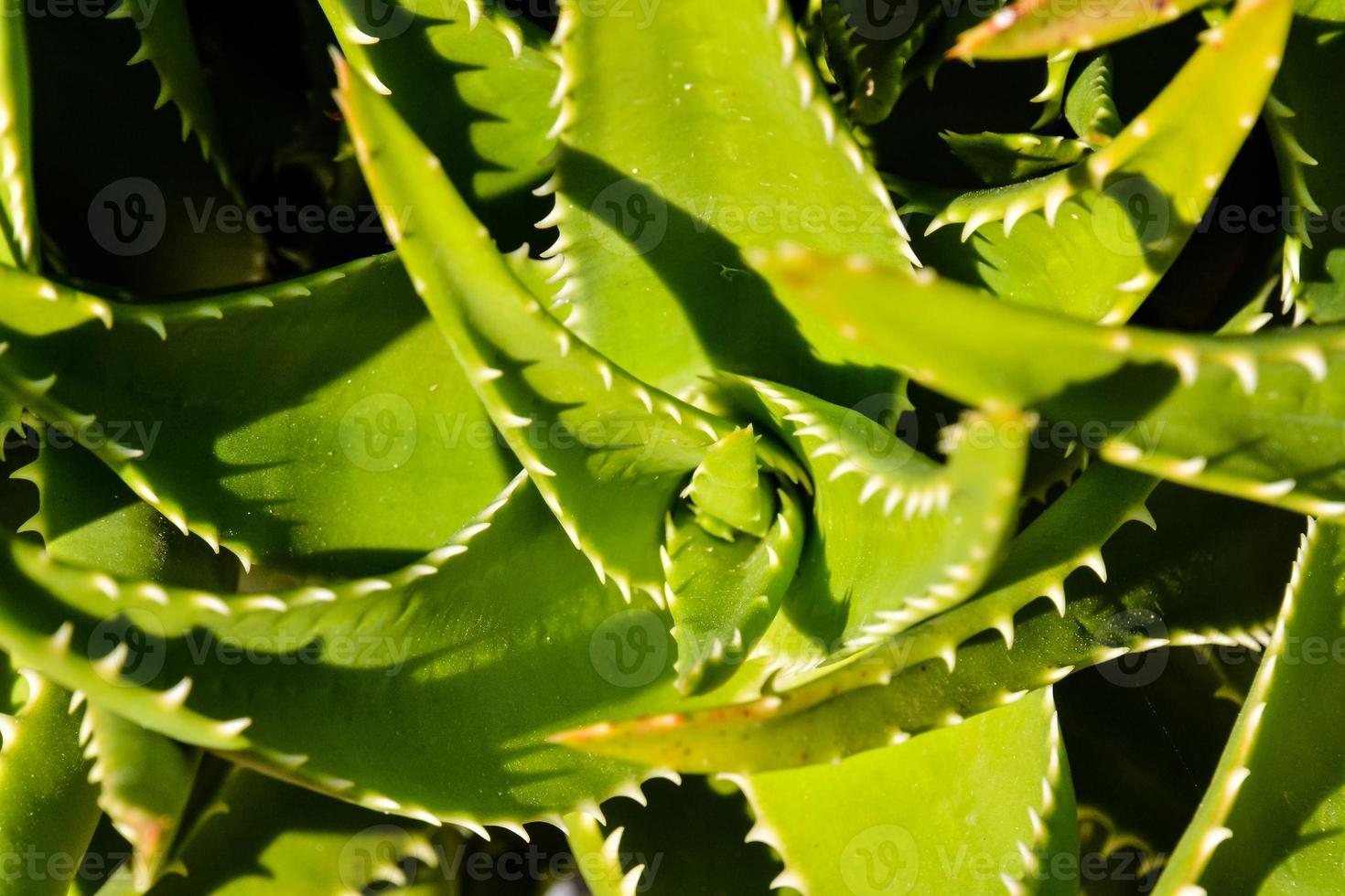 close up van planten foto