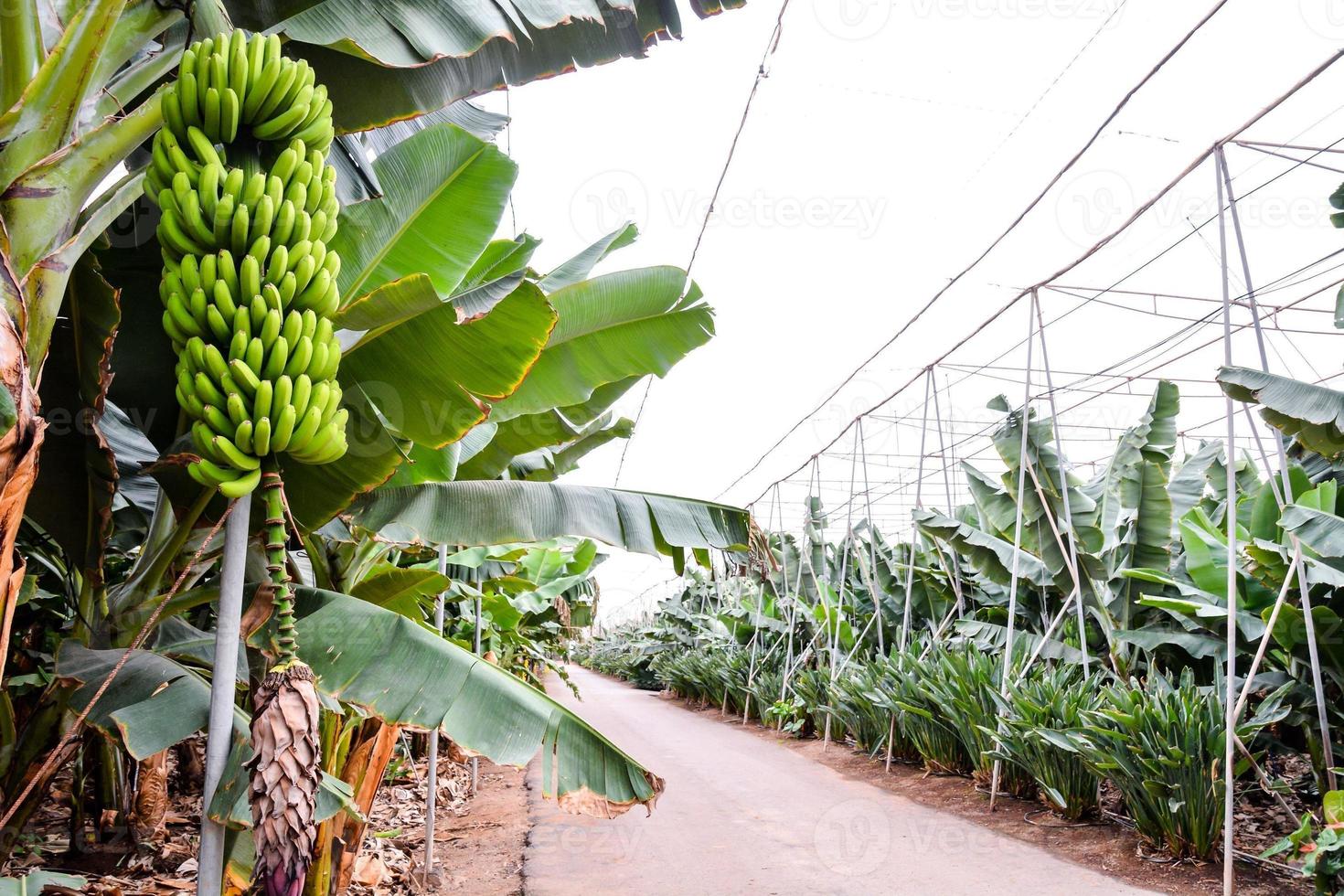 een banaan plantage foto