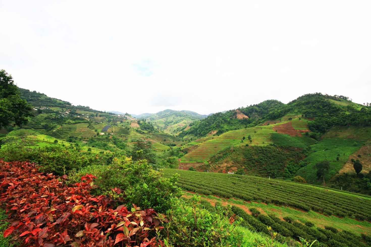 thee plantage in zonsopkomst Aan de berg en Woud is heel mooi visie in chiangrai provincie, Thailand. foto