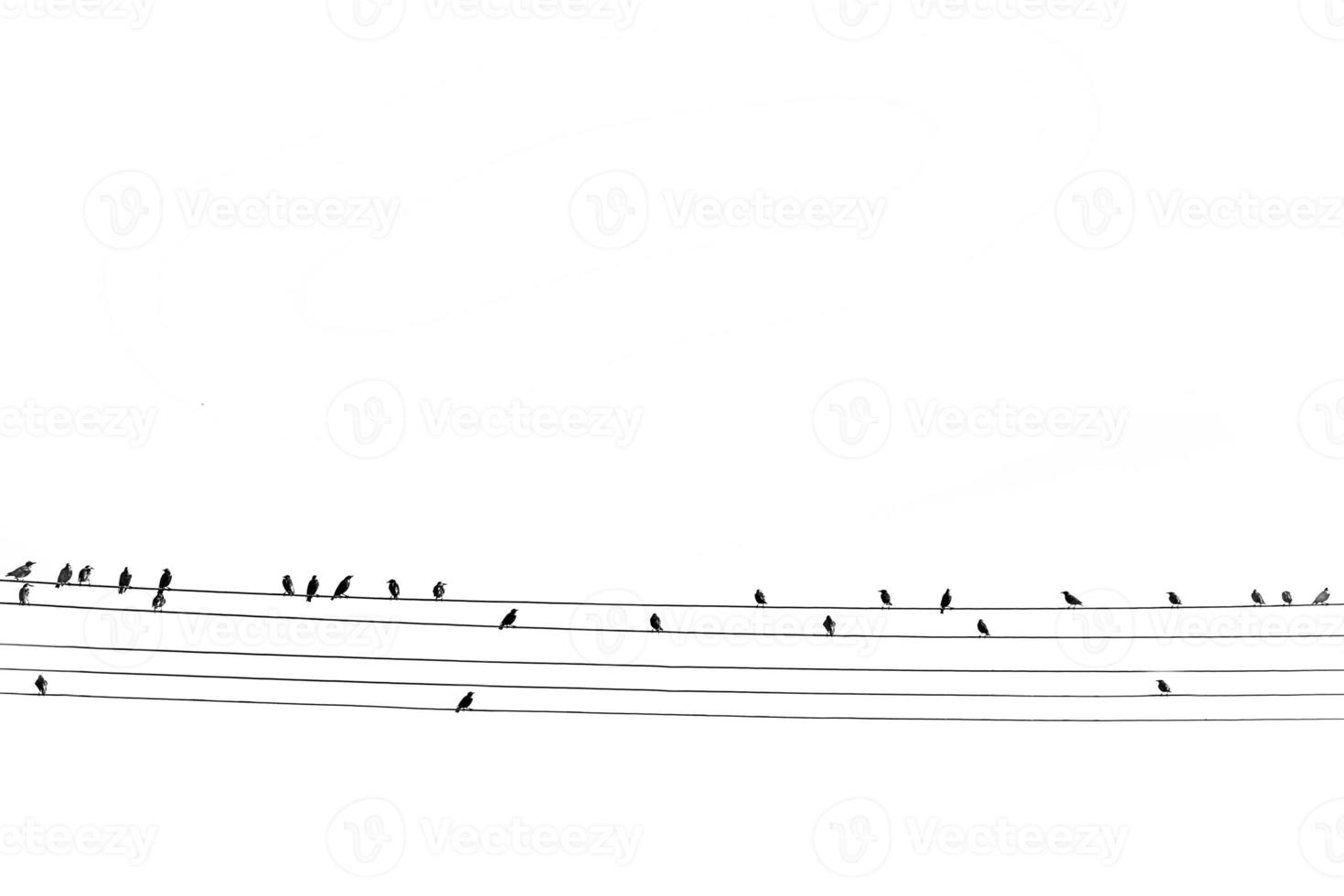 wild zwart groot vogelstand zittend Aan een hoog Spanning lijn Aan wit geïsoleerd achtergrond foto