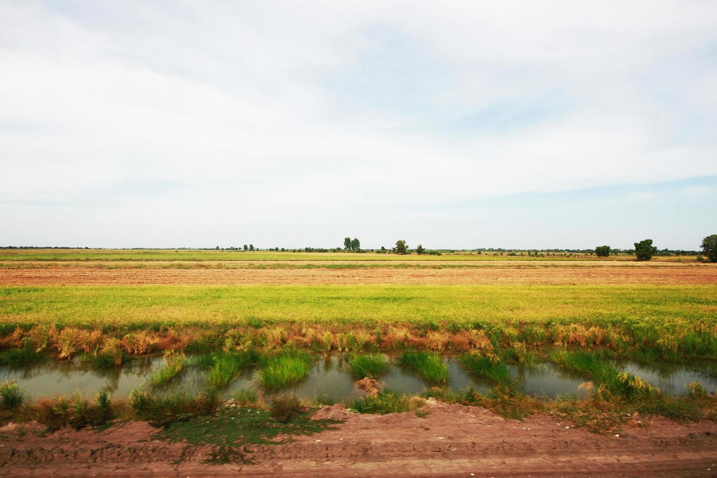 mooi landschap van vers groen rijst- velden en plantages in de buurt kanaal in Thailand foto