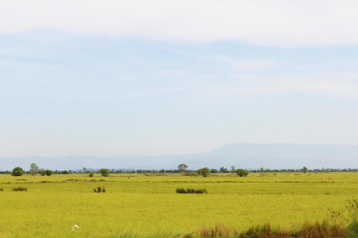 mooi natuurlijk landschap van rijst- boerderij. en teelt landbouw veld- in Thailand foto