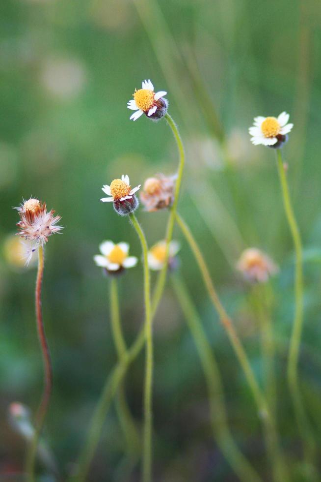 mooi wild kamille gras bloemen in de weide met natuurlijk zonlicht. foto