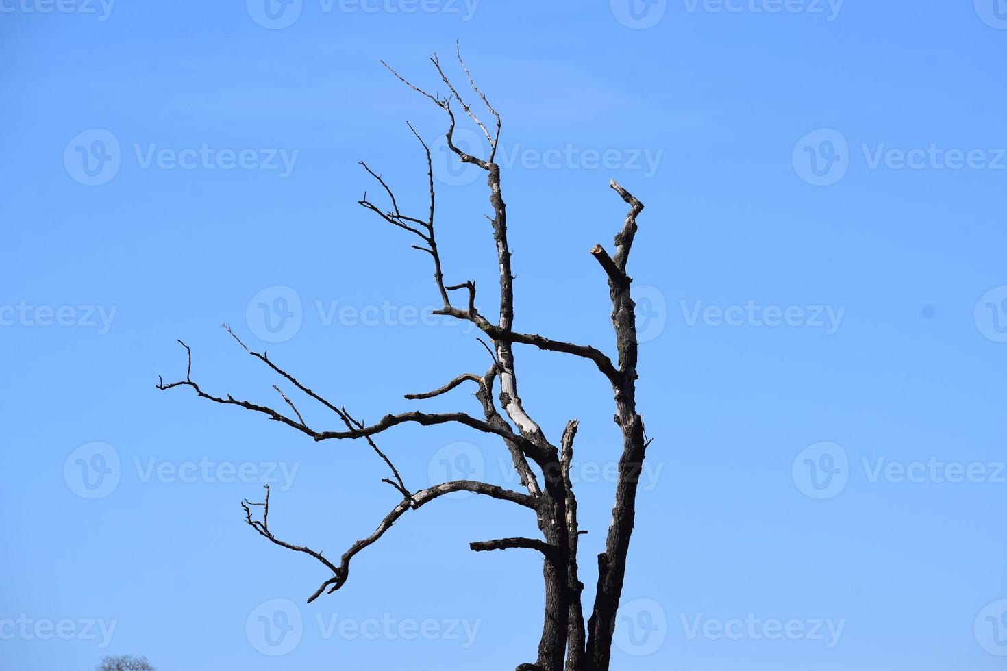 dood boom in voorkant voor blauw lucht foto