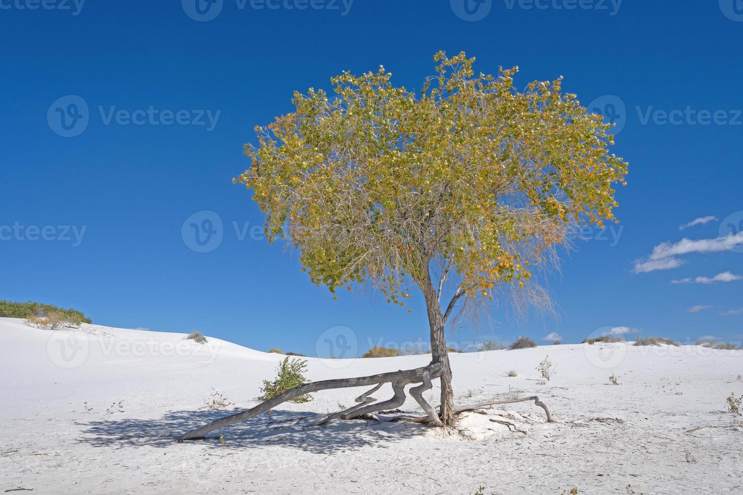 overlevende boom in de wit zand foto