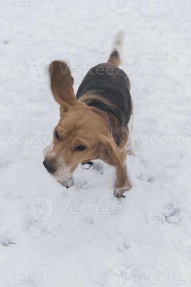 brak hond in de sneeuw foto