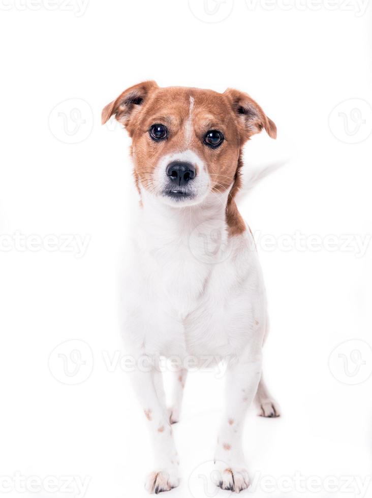 Jack Russell Terrier foto