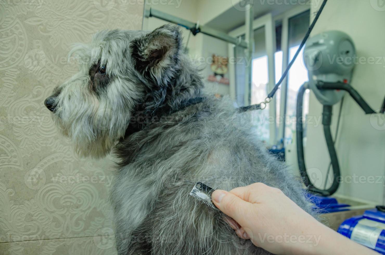 trimmen plukken dood haren van de jas van de hond. hond zorg foto