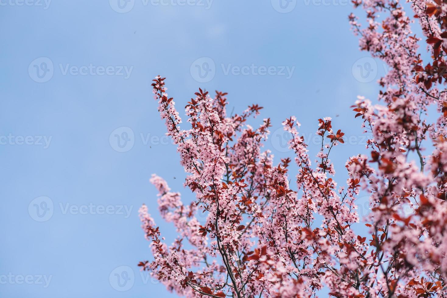 een boom met roze bloemen in de voorjaar foto