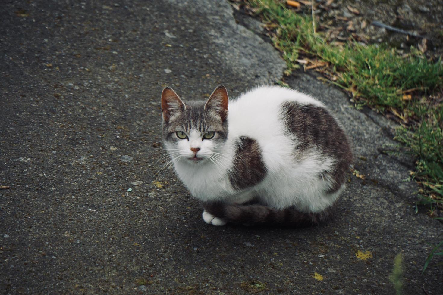 mooie zwerfkat op straat foto