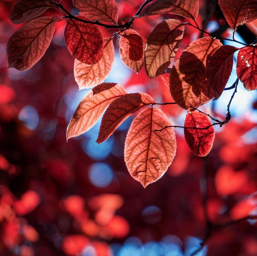 rode boombladeren in de herfstseizoen, herfstkleuren foto