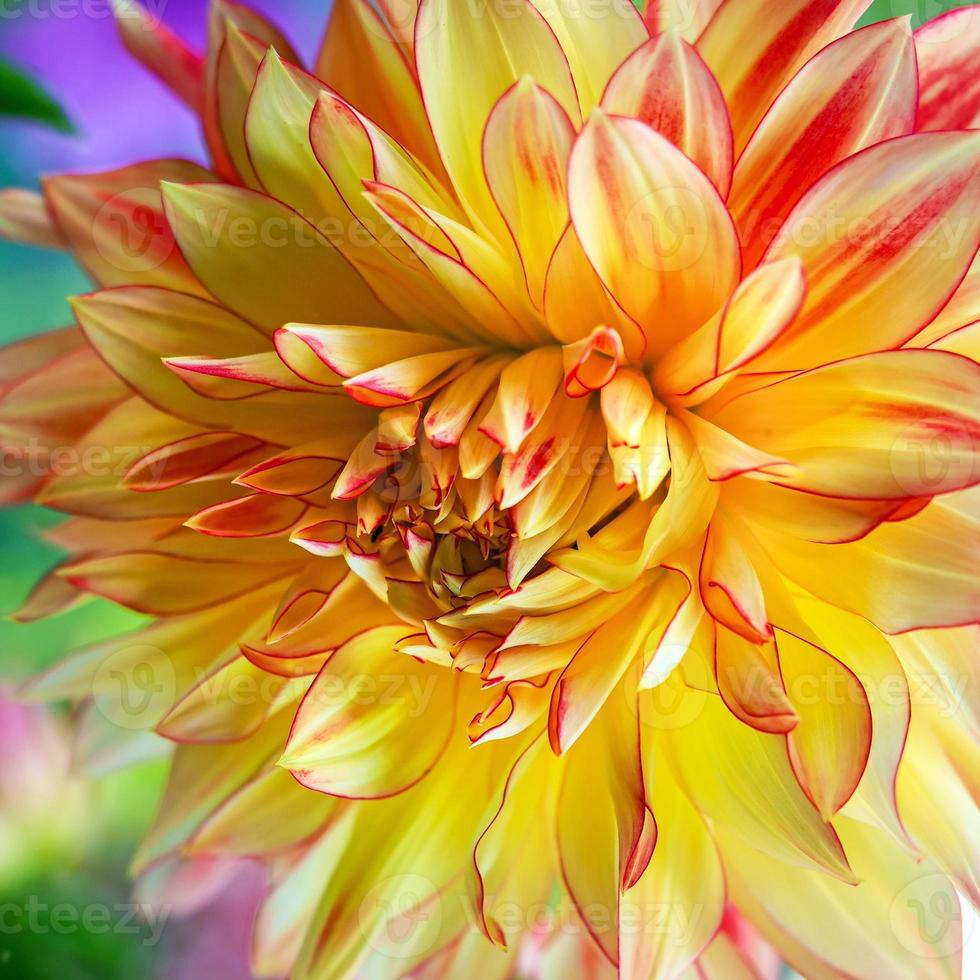 gele en rode dahlia foto