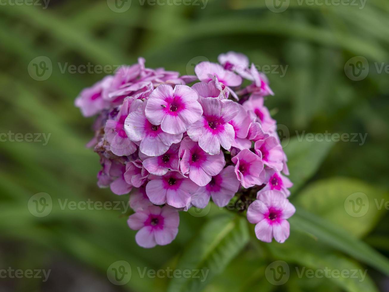 roze phlox bloemen foto