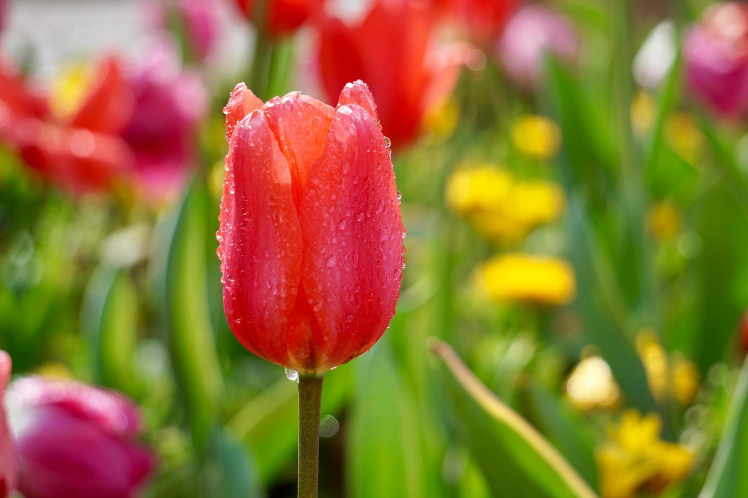 romantische rode tulpen in de tuin in de lente foto