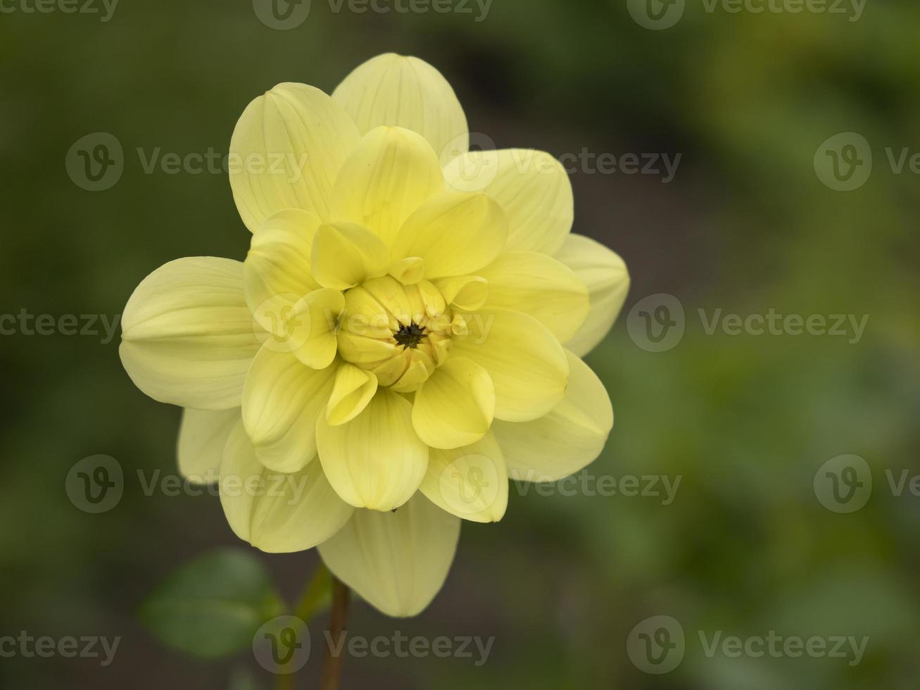 gele narcisbloem foto