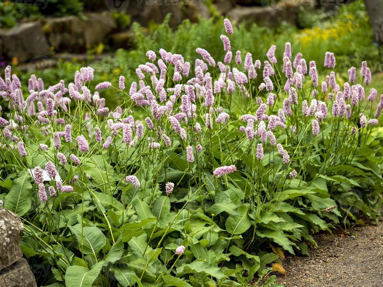 roze bistortbloemen foto