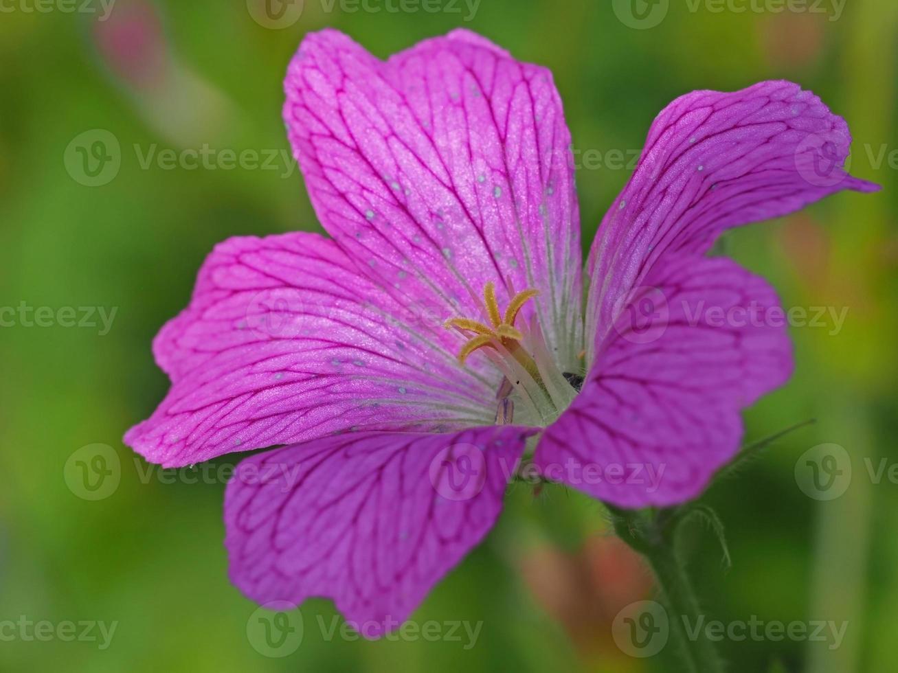 roze cranesbill bloem foto