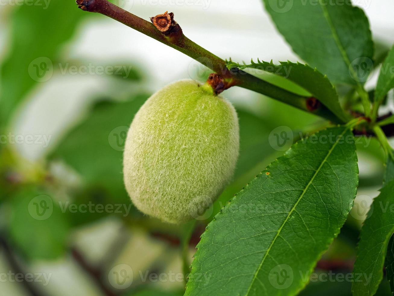 perzikfruit dat zich op een boomtak ontwikkelt foto