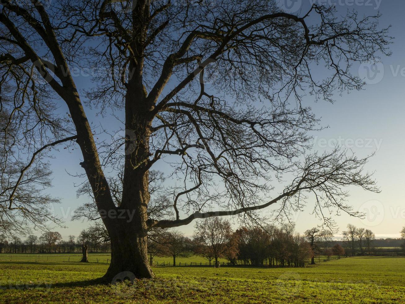 kale winterboom in een park foto