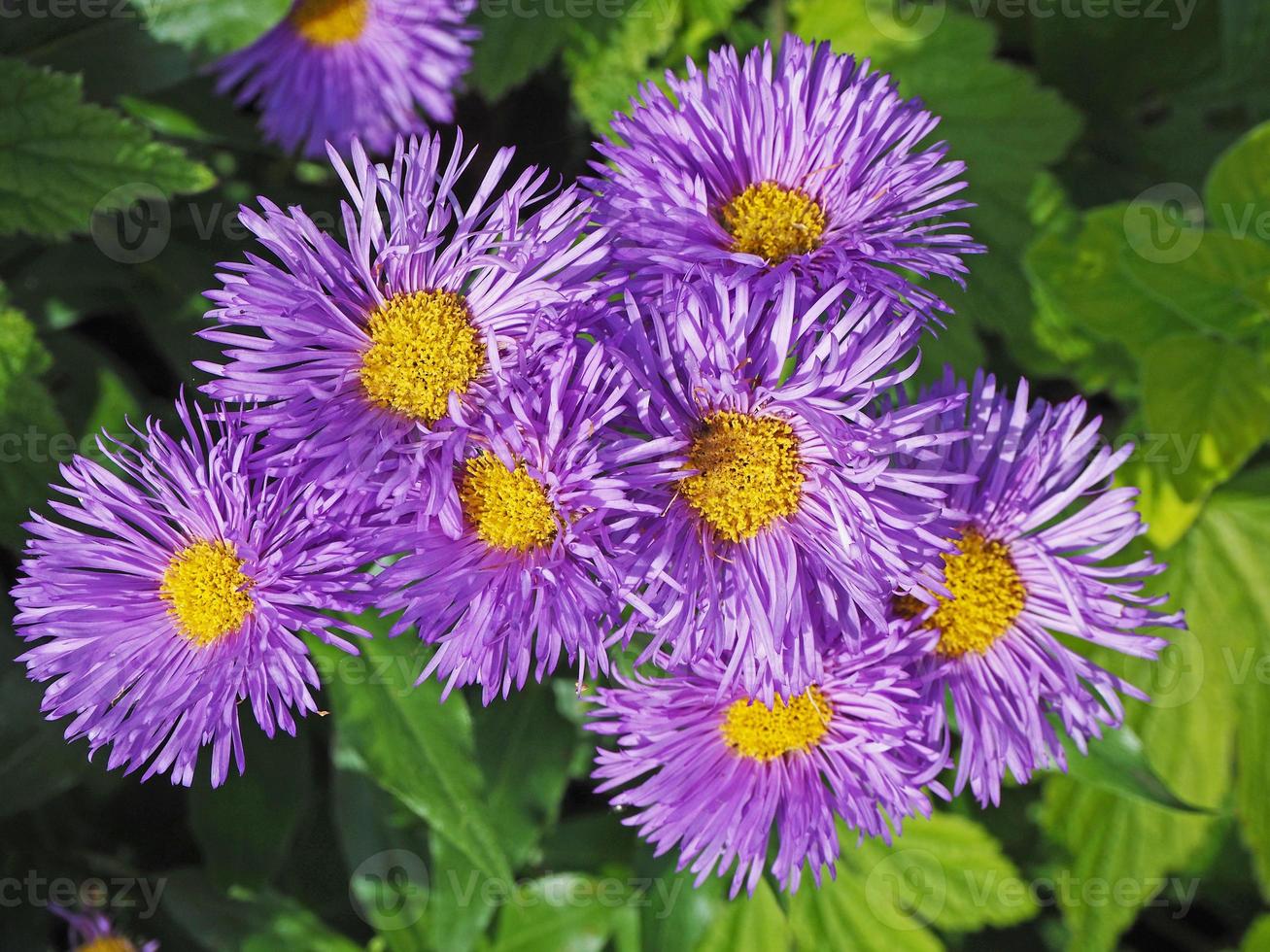 mooie paarse asters foto