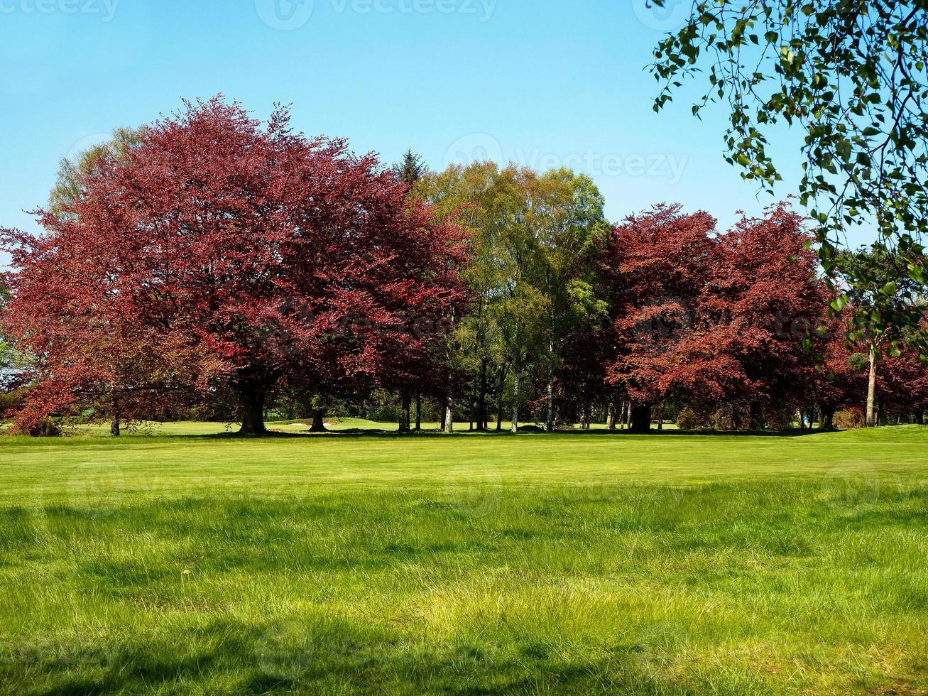 koperbeuken en zilverberken in een park foto