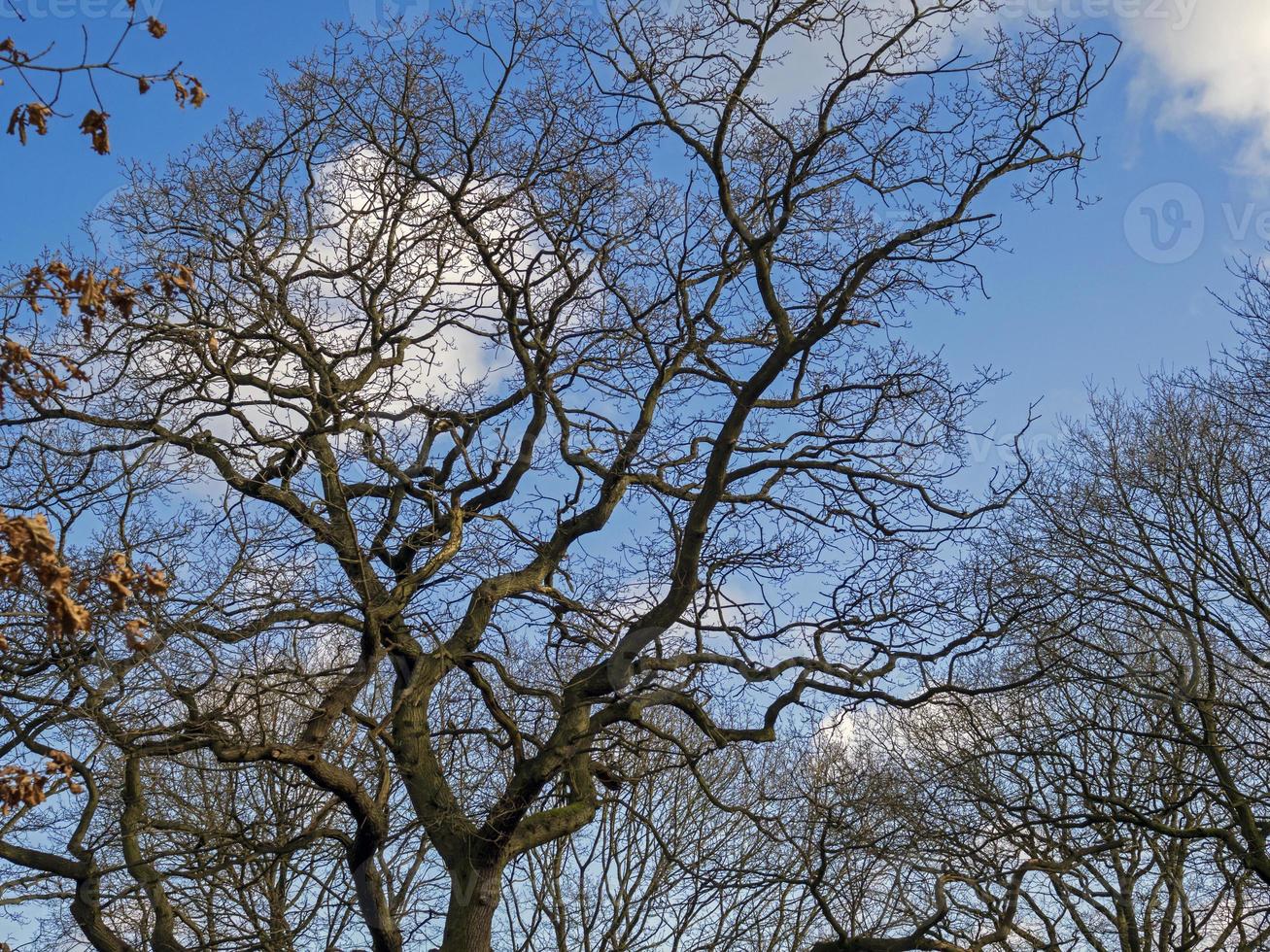 kale wintertakken met een blauwe hemelachtergrond foto