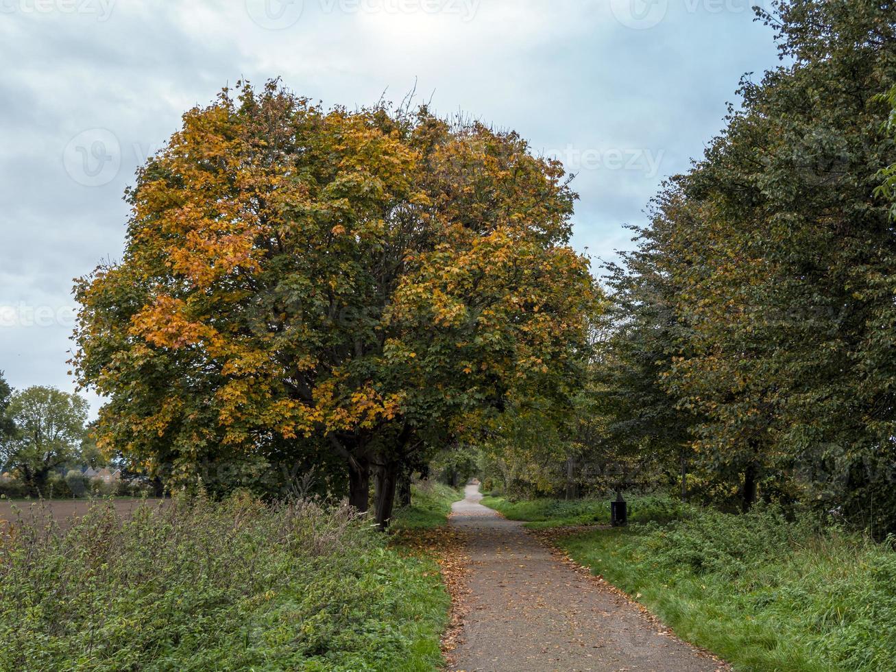 plataan met herfstbladeren naast een voetpad foto